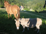 Blick nach Nordosten �ber den Salzhof in Hintereschbach am 30.7.2007