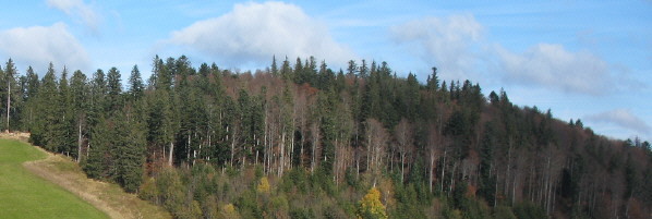 Blick vom Stollenbach aus nach Nordwesten zum Ruheberg am 31.10.2007