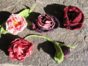 Filzblüten am 20.9.2007 auf der Terrassenboden