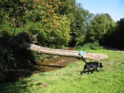 Blick nach Norden am H�lderlebach (alias Bohrerbach)  zwischen Wonnhalde und Loretto am 22.9.2007