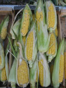 Mais am 20.9.2007 auf dem Freiburger M�nstermarkt