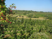 Blick nach Nordwesten �ber den Versuchsgarten Opfingen am 16.9.2007