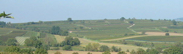 Blick nach Westen bei Opfingen im Tuniberg am 16.9.2007