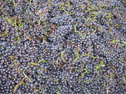 Rote Sp�tburgunder Trauben - Beere f�r Beere gesund und reif am 29.9.2007