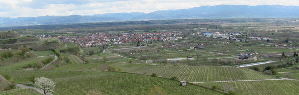 Blick vom Winklerberg nach Osten über Ihringen zu Freiburg und Schwarzwald am 13.4.2008
