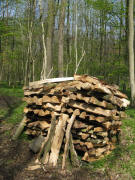 Holzbeugen im Eichenwald bei Reute am 12.4.2008