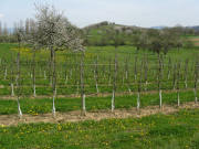 Blick nach Nordosten hoch zum H�ppberg am 17.4.2008