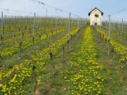 Blick nach Norden zum Riedlinger Rebh�usle am H�ppberg am 17.4.2008