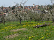 Blick vom Fu� des H�ppbergs nach Westen auf Tannenkirch am 17.4.2008