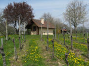 Blick nach Norden zum Rebh�usle auf dem H�ppberg am 17.4.2008