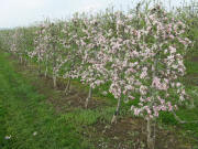 Apfelblüte am 24.4.2008 bei Kiechlinsbergen