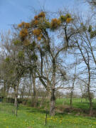 Misteln bei V�rstetten am 14.4.2008