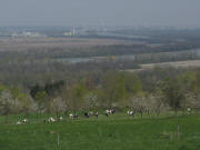 Blick nach Nordwesten von Rheinweiler �ber den Rhein nach Petit Landau am 17.4.2008