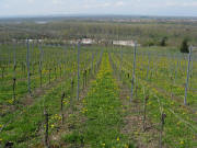 Blick nach S�dwesten �ber Rheinweiler �ber den Rhein nach Niffer am 17.4.2008