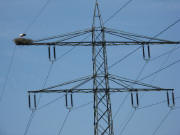 Storch am 12.4.2008 auf dem Strommast zwischen Reute und Autobahn