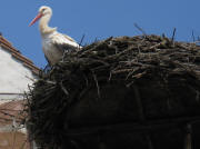 Storchennest am 12.4.2008 auf dem Dach der Marienkirche in Reute