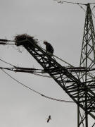 Storchennest auf dem Hochspannungsmast bei St.Georgen