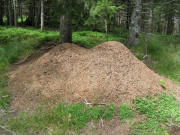 Ameisenh�gel im Wald bei Tote Mann am 5.8.2008
