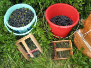 Heidelbeeren sammeln am Herzogenhorn 6.8.2008
