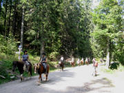 Pferdeexkursion auf dem Weg vom Rinken zum Raimartihof am 29.8.2008