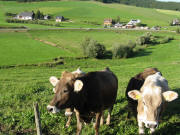 Blick vom Fallersloch-Str��chen nach Norden auf Schw�rerhof (rechts) und Mattenhof am 25.8.2008 abends