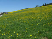 Blick nach Norden zum Behringershof am 11.5.2008