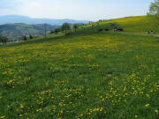 Blick nach S�dwesten �ber den  Vorderen WIllmen �ber zum Schauinsland am 11.5.2008