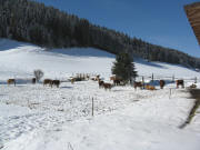 Blick nach Nordwesten beim Hilpertenhof zu gl�cklichen K�hen im Schnee am 3.2.20o8
