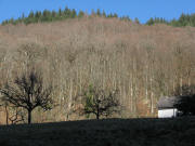 Blick nach Norden beim Jockelehof im Zastler am 17.2.2008 - Laubwald