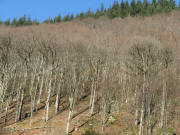 Blick nach Norden beim Jockelehof im Zastler am 17.2.2008 - Bergahorn