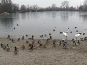 Blick nach Norden �ber den Dietenbachsee am 4.1.2008 - M�ven sitzen am Rand vom Eis