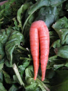 M�hre auf Spinat am 15.1.2008 auf dem M�nstermarkt