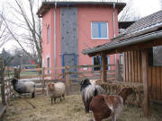 Blick nach Nordosten zu Schafen und Verwaltung des Abenteuetrspielplatzes am 4.1.2007