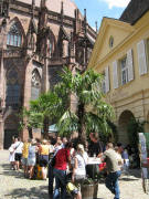 Blick nach Norden zur Alten Wache mit Palmen am 28.6.2008