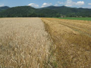 Blick nach Norden zum Baldenwegerhof und hoch zum Streckereck am 29.7.2008