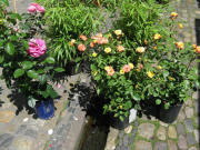 Blumen am 28.6.2008 am B�chle beim  M�nsterplatz