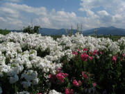 Blick nach Osten �ber wei�en Phlox zum Hinterwaldkopf am 29.7.2008