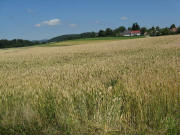 Blick nach Norden auf Brunnandern bei Nemetschwiel Gde Weilheim am 25.7.2008