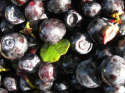 Heidelbeeren ganz nah mit Blatt und Fruchtholz am 25.7.2008