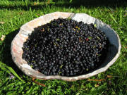 2 kg Heidelbeeren nach 3 Std pfl�cken beim �ulemer Kreuz am 25.7.2008