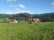Blick von der Immi ob Dietenbach nach Osten zu Weilersbach, Hinterwaldkopf und Zastlertal (von links)  am 3.8.2008