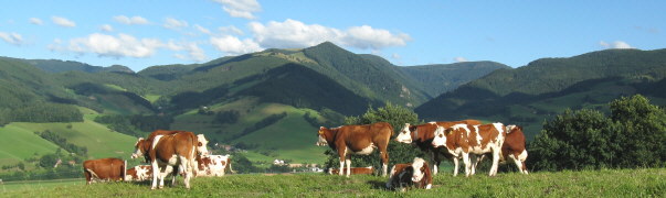 Blick von der Immi ob Dietenbach nach Osten zu Weilersbachtal, Hinterwaldkopf und Zastlertal (von links)  am 3.8.2008