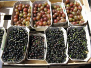 Schwarze Johannisbeeren am 16.7.2008 auf dem Freiburger M�nstermarkt