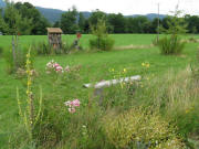 Blick nach Norden zur Streuobstwiese von Fam Asal am Kr�ttweg am 19.7.2008