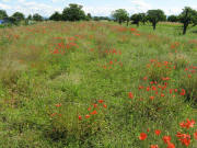 Blick von Wyhl nach Osten am  4.7.2008: Mohn und Kirchb�ume