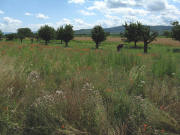 Blick von Wyhl nach S�dosten zum Kaiserstuhl am  4.7.2008: Mohn und Kirchb�ume