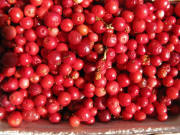 Preiselbeeren am 2.8.2008 aus Yach auf dem Freiburger M�nstermarkt