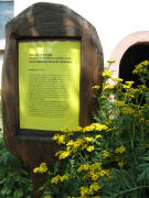 Rainfarn, Harnkraut, G�nserich, Kraftwurz, Pompelblume am 29.7.2008