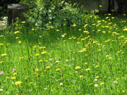 Arnika im Garten am 8.6.2008