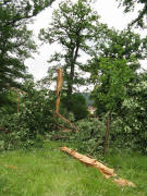 Blitzschlag am 11.6.2008 fällt eine alte Eiche im Konrad-Günther-Park